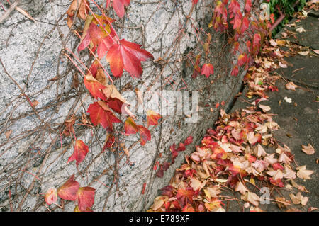 Rote Blätter im Herbst gegen die Wand Stockfoto