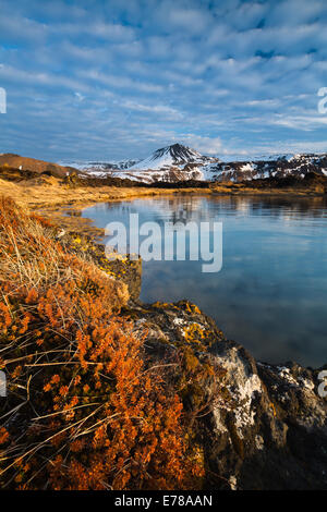 Flechten Sie auf den Felsen von Budhraun Lava-Felder, mit Maelifell, Budir, Snaefellsnes Halbinsel, West-Island Stockfoto