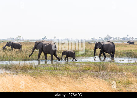 Eine Familiengruppe afrikanischer Elefanten mit einem Baby geht durch ein Wasserloch in einem Sumpf im Okavango Delta, Kalahari, Nord-Botswana, Süd-Afrika Stockfoto