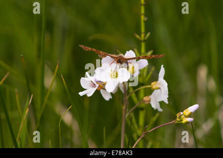 Ein Sumpf Fritillary Butterfly, Etikett Aurinia, Fütterung auf eine Dame der Kittel Blütenstand, Cardamine Pratensis. Stockfoto