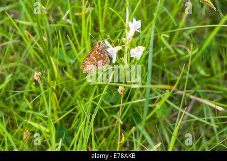 Ein Sumpf Fritillary Butterfly, Etikett Aurinia, Fütterung auf eine Dame der Kittel Blütenstand, Cardamine Pratensis. Stockfoto