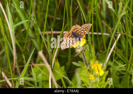 Ein Sumpf Fritillary Butterfly, Etikett Aurinia, Fütterung auf eine Butterblume Blume. Stockfoto