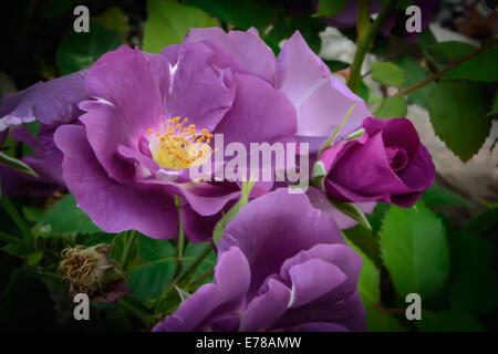 Lila Rose Makro Nahaufnahme mit Blütenblättern, Stempeln, verblassen zu schwarz. Stockfoto