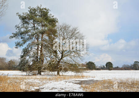 Wasser Wiese unter dem leichten Schnee Stockfoto