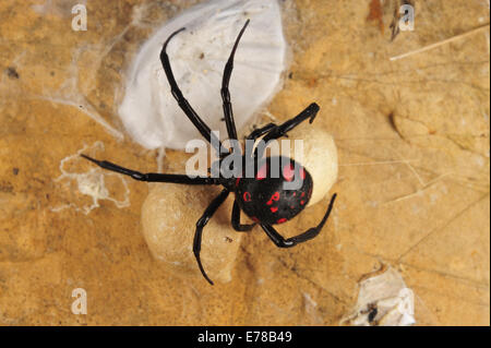 Mediterrane schwarze Witwe (Latrodectus Tredecimguttatus) mit Eiern, Tolfa Berge, Lazio, Italien, Europa Stockfoto