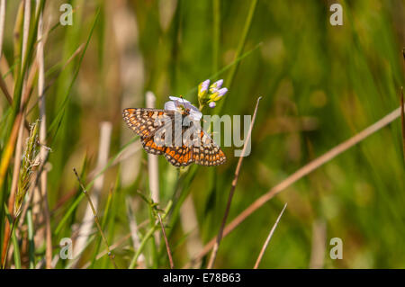 Ein Sumpf Fritillary Butterfly, Etikett Aurinia, Fütterung auf eine Dame der Kittel Blütenstand, Cardamine Pratensis. Stockfoto