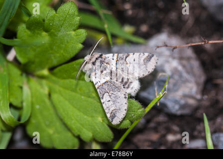 Ein fahles Kätzchen Motte, Furcula Furcula, ruht auf einem Blatt. Stockfoto