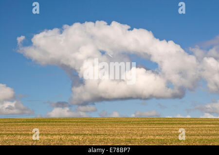 Ungewöhnliche weiße flauschige Cumulus-Wolken über dem Feld Stockfoto