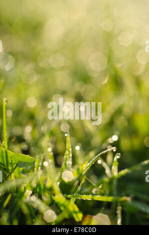 Morgen Tau Hintergrundbeleuchtung von frühen aufgehenden Sonne auf dem neuen Rasen mit glitzernden glänzende Edelsteine des Wassers Stockfoto