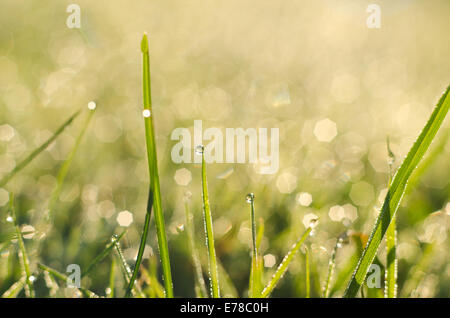 Morgen Tau Hintergrundbeleuchtung von frühen aufgehenden Sonne auf dem neuen Rasen mit glitzernden glänzende Edelsteine des Wassers Stockfoto
