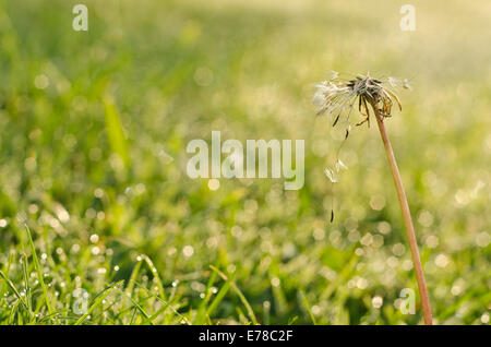 Einsame Löwenzahn Uhr Saatgut Kopf unter Wiese warten darauf, im Wind beim Morgengrauen false Start für Gossamer dispergiert werden gefangen Samen Stockfoto