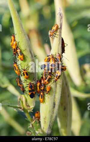 Große Wolfsmilch Fehler Erwachsene und Nymphen auf Butterflyweed Pflanzensamen. Oncopeltus Fasciatus. Stockfoto