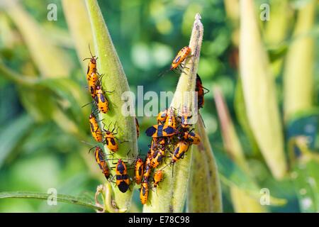 Große Wolfsmilch Fehler Erwachsene und Nymphen auf Butterflyweed Pflanzensamen. Oncopeltus Fasciatus. Stockfoto