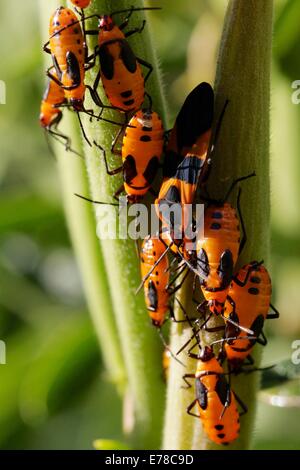 Große Wolfsmilch Fehler Erwachsene und Nymphen auf Butterflyweed Pflanzensamen. Oncopeltus Fasciatus. Stockfoto