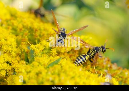 Europäische Papier Wespen auf Kanadische Goldrute. Polistes Dominula. Stockfoto