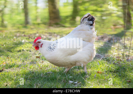 Sussex White cross Henne. Stockfoto