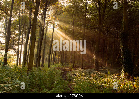 Frühen Morgenlicht im Wald von Sherwood Forest, Nottinghamshire, England UK Stockfoto