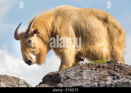 Goldene Takin auf einem Felsen, Symbol von Bhutan Stockfoto