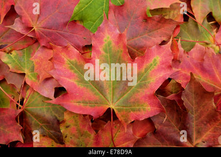 Große rote und grüne Ahornblatt auf einem abstrakten Hintergrund der bunten Herbstfarben Stockfoto