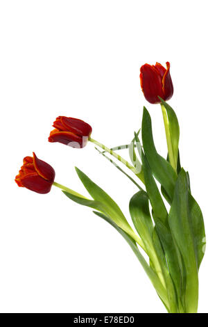 Drei dunkle rote Tulpen isoliert auf weißem Hintergrund Stockfoto