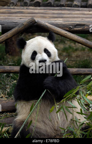 Ein Erwachsener Panda Bambus in seinem Gehege bei der Riesenpanda-Forschungsbasis Essen Stockfoto