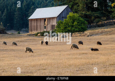 Schafe, Ruckle Farm, Ruckle Provincial Park, Salt spring Island, Britisch-Kolumbien, Kanada Stockfoto