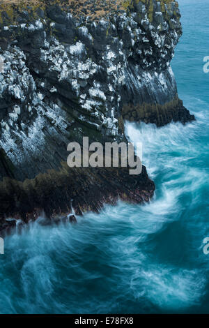 die Klippen durchzogen von den Guano Eissturmvögel und Dreizehenmöwen, Nr. Arnastapi, Snaefellsnes Halbinsel, West-Island Stockfoto