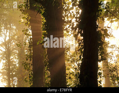 Strahlen der Sonne im Nebel, das durch Blätter und Bäume in einem Wald in Wales Stockfoto