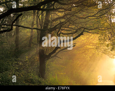 Spätsommer nebligen Sonnenstrahlen durch Bäume entlang einer schmalen Feldweg in den frühen Morgenstunden Stockfoto