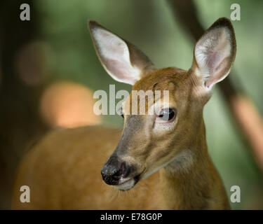 Profil von eine junge Whitetail Deer und auf der Hut im Wald. Stockfoto