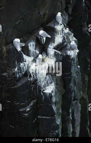 die Klippen durchzogen von den Guano Dreizehenmöwen auf der Küste nr Arnastapi, Snaefellsnes Halbinsel, West-Island Stockfoto