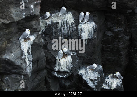 die Klippen durchzogen von den Guano Dreizehenmöwen auf der Küste nr Arnastapi, Snaefellsnes Halbinsel, West-Island Stockfoto