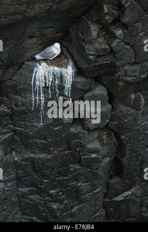 die Klippen durchzogen von den Guano Dreizehenmöwen auf der Küste nr Arnastapi, Snaefellsnes Halbinsel, West-Island Stockfoto