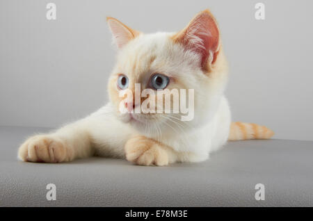 Selkirk Rex Variante Kätzchen Stockfoto