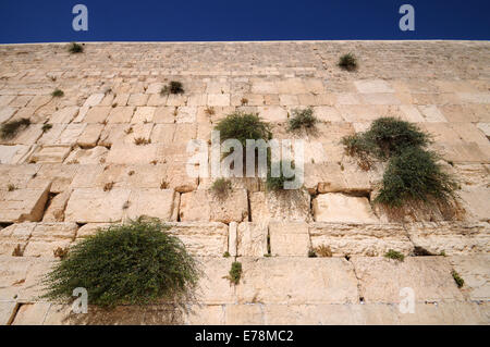 Kapern wachsen auf der Klagemauer, Jerusalem, Israel Stockfoto