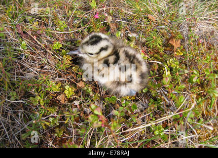 Borsten-thighed Brachvogel Küken. Borsten-thighed Brachvögel sind große Küstenvögel, die in Alaska zu züchten. Stockfoto