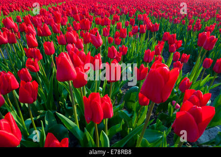 Nahaufnahme von roten Tulpen in einem Feld, Nordholland, Niederlande Stockfoto