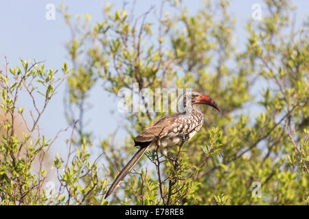 Northern Red-billed Hornbill, Tokus erythrorhynchus, hocken im Baum, Kalahari, Okavango Delta, Botswana, Südafrika Stockfoto