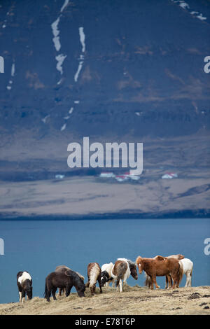 Island Ponys an Küste außerhalb Reykjavik, Island Stockfoto