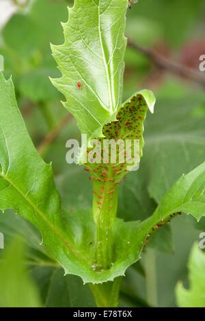 Cup-Pflanze (Silphium Perfoliatum) zeigt Blatt Cup und rote Blattläuse Stockfoto