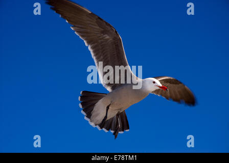 Heermann Möwe im Flug, Moonlight State Beach, Kalifornien Stockfoto