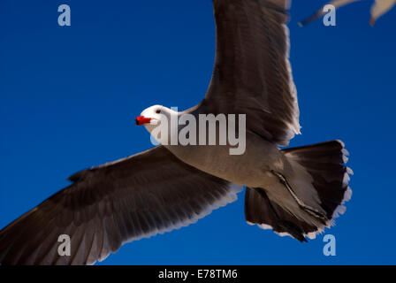 Heermann Möwe im Flug, Moonlight State Beach, Kalifornien Stockfoto