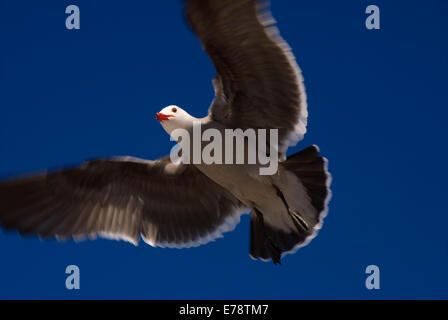 Heermann Möwe im Flug, Moonlight State Beach, Kalifornien Stockfoto