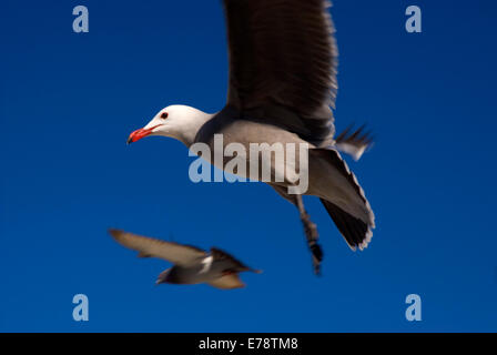 Heermann Möwe im Flug, Moonlight State Beach, Kalifornien Stockfoto