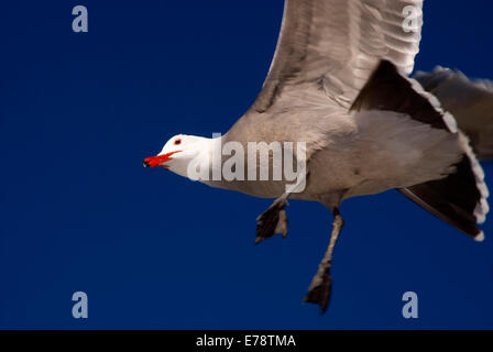 Heermann Möwe im Flug, Moonlight State Beach, Kalifornien Stockfoto