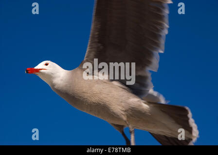 Heermann Möwe im Flug, Moonlight State Beach, Kalifornien Stockfoto