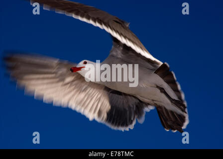 Heermann Möwe im Flug, Moonlight State Beach, Kalifornien Stockfoto