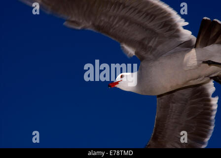 Heermann Möwe im Flug, Moonlight State Beach, Kalifornien Stockfoto