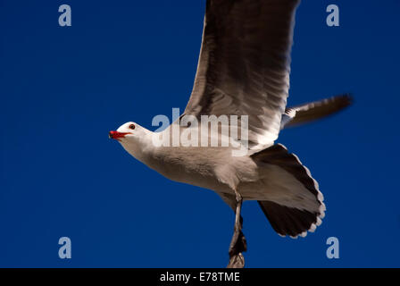 Heermann Möwe im Flug, Moonlight State Beach, Kalifornien Stockfoto