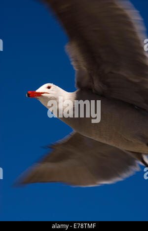 Heermann Möwe im Flug, Moonlight State Beach, Kalifornien Stockfoto